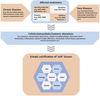 Editorial: Ectopic Mineralization of Tissues: Mechanisms, Risk Factors, Diseases, and Prevention